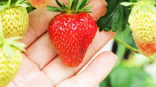 Strawberries Plant in Containers🍓🍓🍓 Shorts草莓 [upl. by Hcaz]