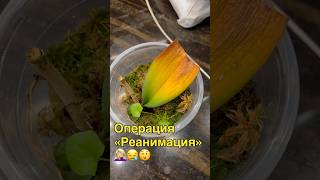 данапротасова orchid orchideenpflege орхидеи orchideen реанимацияорхидей гниль [upl. by Funk]