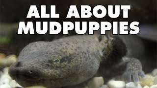 What Is A Mudpuppy  Critter Connection [upl. by Nive]