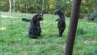 Spectacled Bear Feeding and Fighting  CERZA Parc des Safaris [upl. by Meryl]