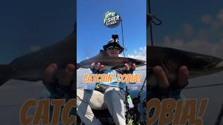 Kayak Angler landing a Cobia saltwater kayakangler kayakfishing [upl. by Casimire]