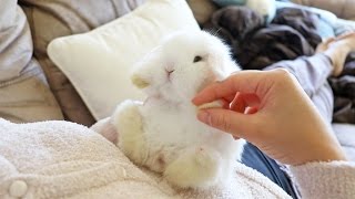 Baby Bunny Playtime  So Cute [upl. by Acitel]