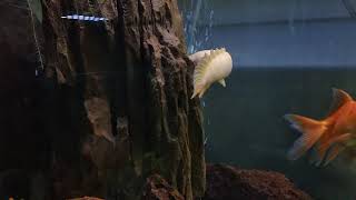 Polypterus Senegalus the Senegal bichir aka Dinosaur Eel Ikan palmas albino [upl. by Nabetse175]