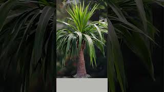 Plant Facts  Ponytail Palm Beaucarnea recurvata [upl. by Bille]