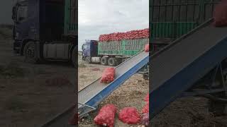 Truck Loading conviar belt 😱😱😱youtubeshorts machine shortsviral [upl. by Ame627]