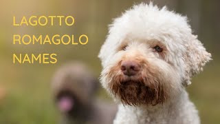 31 of the Best Lagotto Romagnolo Names for Male and Female Lagottos 🐶 [upl. by Arlen]