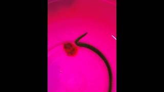 Oenone Fulgida Marine Aquarium Worm quotVery Badquot [upl. by Amerd]