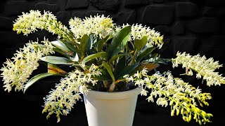 Dendrobium speciosum Josephine [upl. by Sherrod]