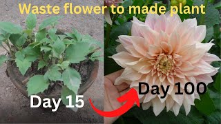 How to Grow Dahlia Flower from Flower  5 trick to grow lots of flower [upl. by Cynthla]