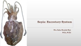 Sepia  Excretory System [upl. by Birkett]