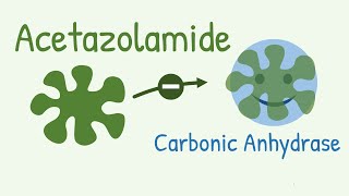 Mechanism of Action of Acetazolamide  a Carbonic Anhydrase Inhibitor [upl. by Enylorac]