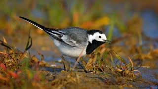 European birds – White wagtail Motacilla alba [upl. by Griseldis]