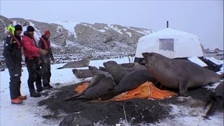 4 tonne elephant seals crush a cameramans tent [upl. by Jamal701]