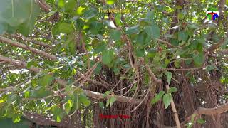 Ficus benghalensis  Banyan Tree [upl. by Oslec]