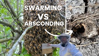 Swarming vs Absconding what’s the difference [upl. by Nolos]