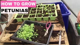 ✅ How to Grow Petunias from Seed  Start to Finish [upl. by Crabb]