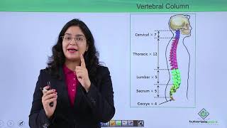 Class10th – Bones of vertebral column  Locomotion and Movement Hindi  Tutorials Point [upl. by Aitekram]