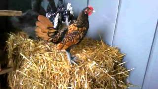 Bantam rooster crowing [upl. by Morly]