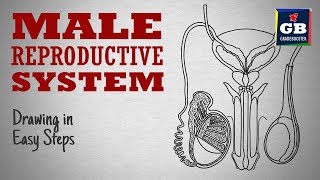 How to draw male reproductive system in easy steps cbse 12th Biology  NCERT class 12  science [upl. by Aramot]