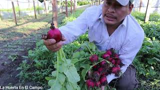 Como se cosecha el Rábano La Huerta En El Campo [upl. by Irovi170]