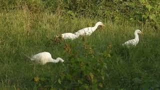 Des grandes Aigrettes et aigrette garzette [upl. by Kissel]