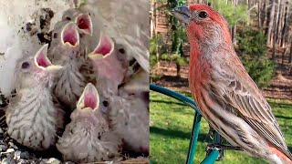 Time Lapse of Baby House Finches Inside the Nest with Live Cam [upl. by Evelin586]