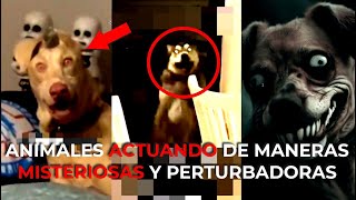 ANIMALES ACTUANDO DE MANERAS MISTERIOSAS Y PERTURBADORAS 💀 [upl. by Ahseki]