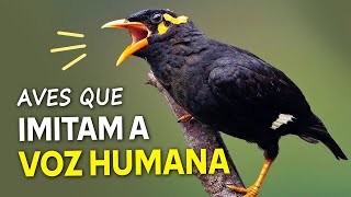 AVES que IMITAM A VOZ HUMANA Os quotpássaros falantesquot mais incríveis [upl. by Normi599]