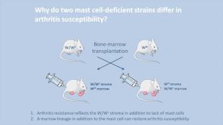 Unravelling differences in arthritis manifestation in mast celldeficient mice [upl. by Nivanod310]