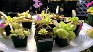 Flowering Carnivorous Plant Update Butterworts as house plants Pinguicula seasonal care [upl. by Portuna]