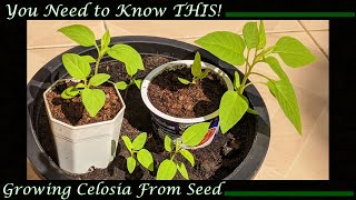 Growing Celosia from Seed You Need to Know THIS [upl. by Oringas]