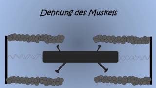 Der Muskel im Detail Das Sarkomer [upl. by Neehahs]