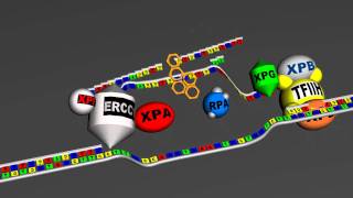 DNA repair  global genome Nucleotide excision repair v 30  Full HD [upl. by Elleirda]