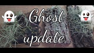 Ghost 👻 Update dendrophylax lindenii amp dendrophylax fawcettii [upl. by Enobe468]