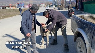 YAVUZ SAHİBİNİ GÖRÜNCE BAKIN NE YAPTI  YAVUZU TESLİM ETTİM ÜZÜLDÜM AMA BİZE YAKIŞAN BUDUR [upl. by Ahsayn969]