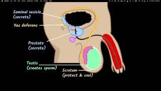 Male reproductive system  Reproduction  Biology class 10  Khan Academy [upl. by Ttergram]