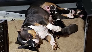 LIVE In The Whelping Box American Bully Puppies [upl. by Assirehc]