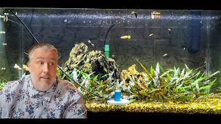 Has Youtube Ruined Aquarium Lighting [upl. by Ahon270]