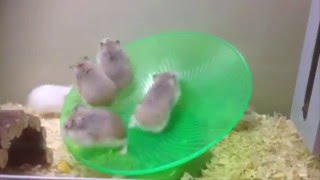 Funny Roborovski hamsters on a wheel xD [upl. by Natloz]