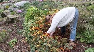 Astilbe lifting and splitting in autumn  Burncoose Nurseries [upl. by Naves779]