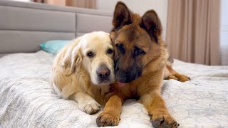 How the Golden Retriever and the German Shepherd Became Best Friends Compilation [upl. by Noyk]