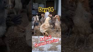 Day 14 🐣 second vaccine 💉day14 vaccine poultry farming ytshort youtuber minivlog desi [upl. by Lindsley]