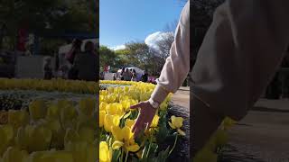 📍Floriade in Canberra shorts shortvideo short australia floriade travel beautiful flowers [upl. by Middle448]