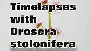 Timelapses with the tuberous sundew Drosera stolonifera [upl. by Ecilegna]