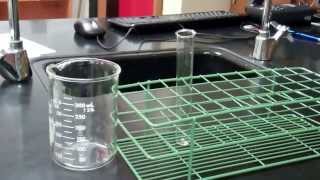 Cell Membrane Permeability Lab [upl. by Byrann]