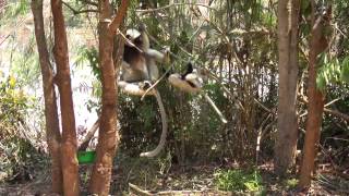 cute sifaka jumping HD [upl. by Nellac303]