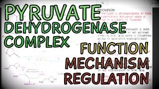 The Pyruvate Dehydrogenase Complex  Function Mechanism and Regulation [upl. by Serle]