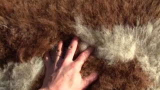 How To Make Your Own UnBleached Sheep or Goat Skin Rug [upl. by Ayom626]