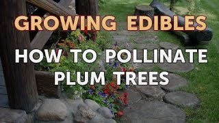 How to Pollinate Plum Trees [upl. by Stegman757]