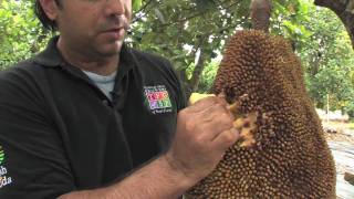 Jakfruit with the Tropical Fruit Growers of South Florida [upl. by Naveb]